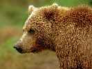 Grizzly - brown bear