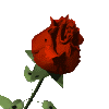 You have been sent a Red Rose!