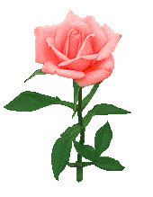 Here is a Rose!